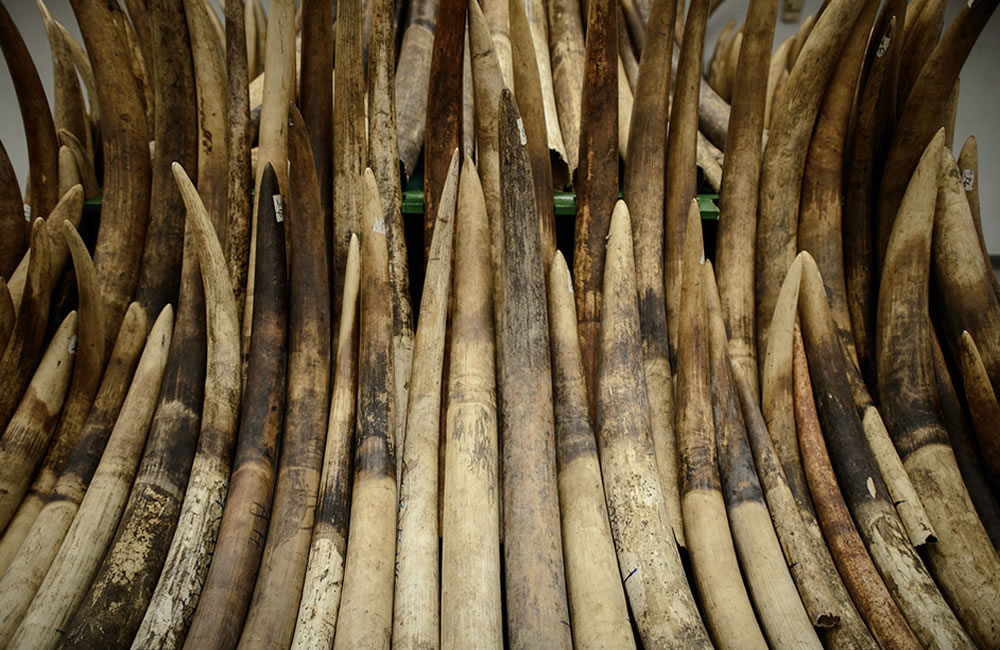 The Blood Ivory; Elephant Effect